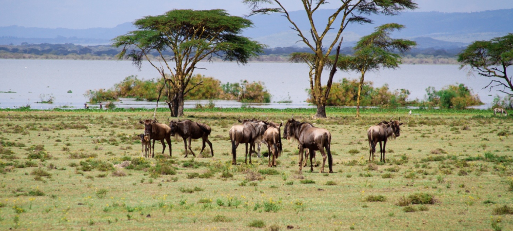 Adventure at Lake Naivasha & Crescent Island – From USD 180 pp