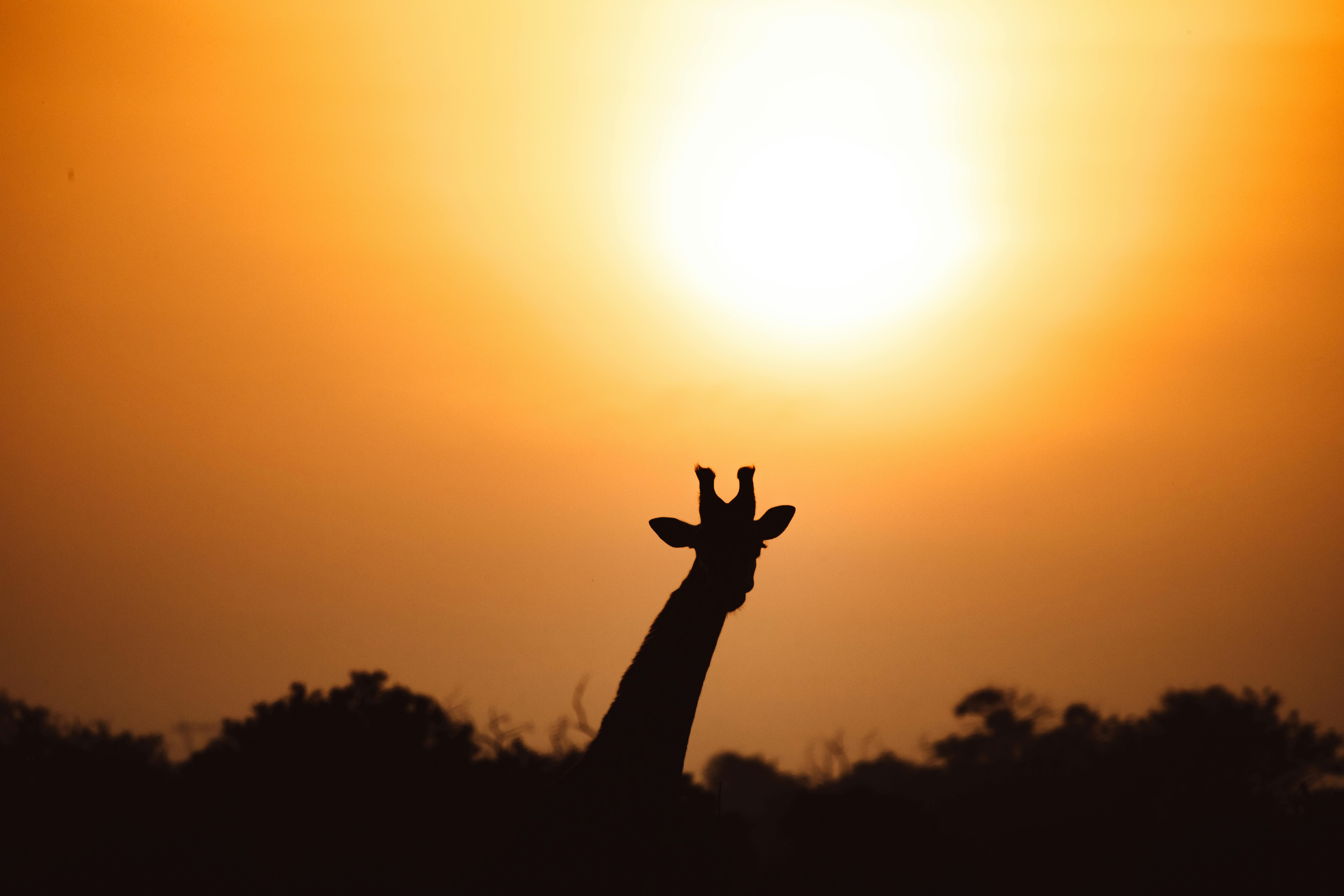 Nairobi National Park Half Day Tour