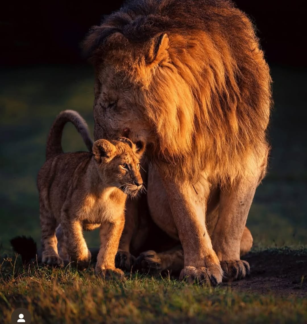 Amboseli Corporate safari from 300 USD Pp 2 Days