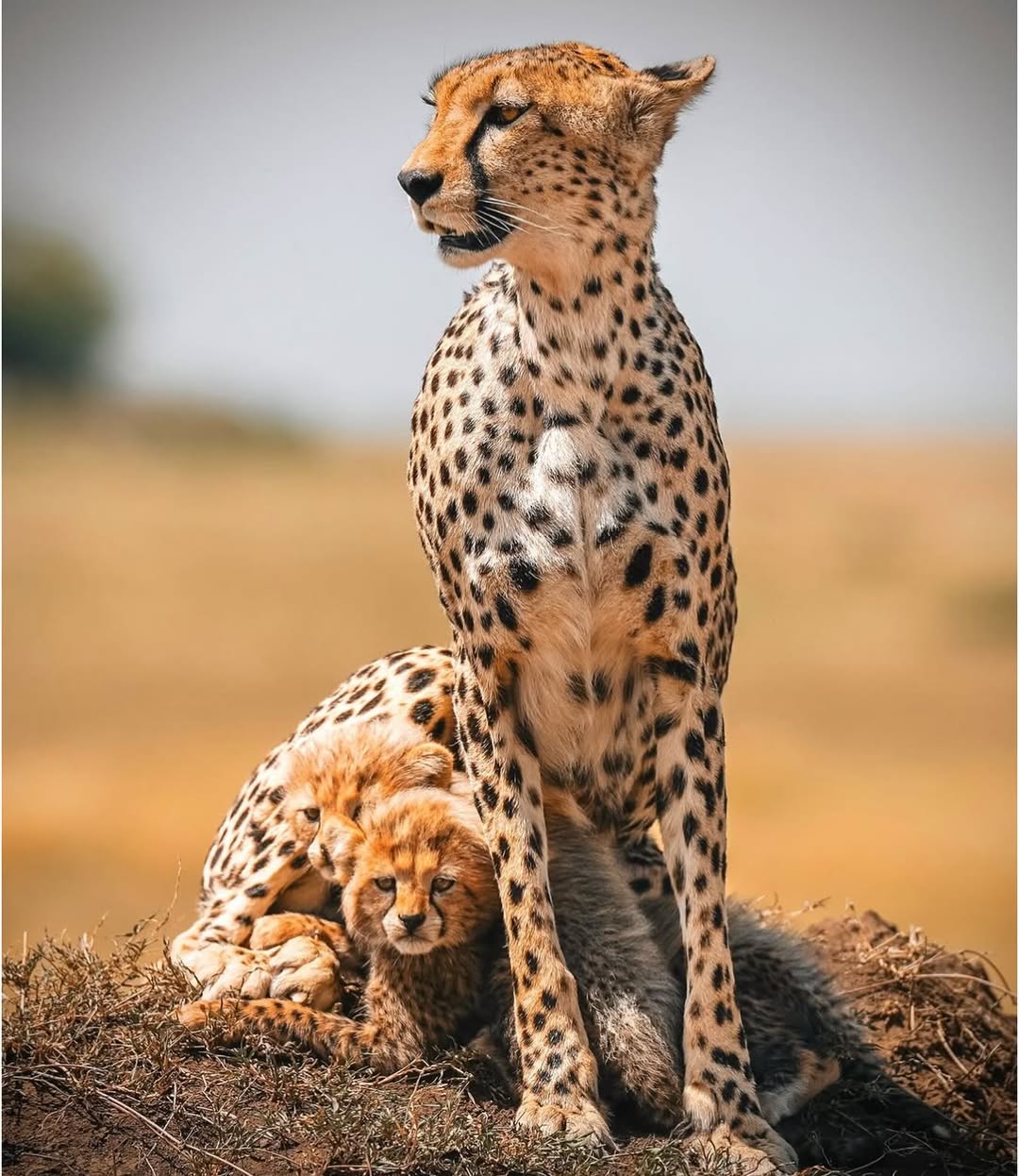 Amboseli Corporate safari from 300 USD pp 3 Days