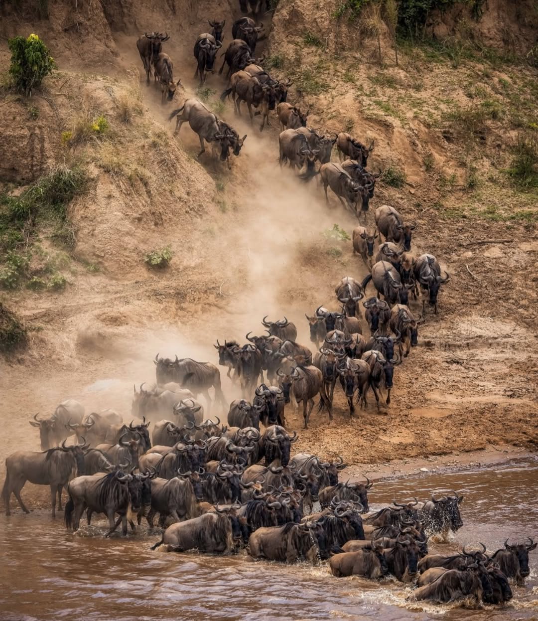 3 Days Masai Mara Corporate Safari From $ 650 USD PP